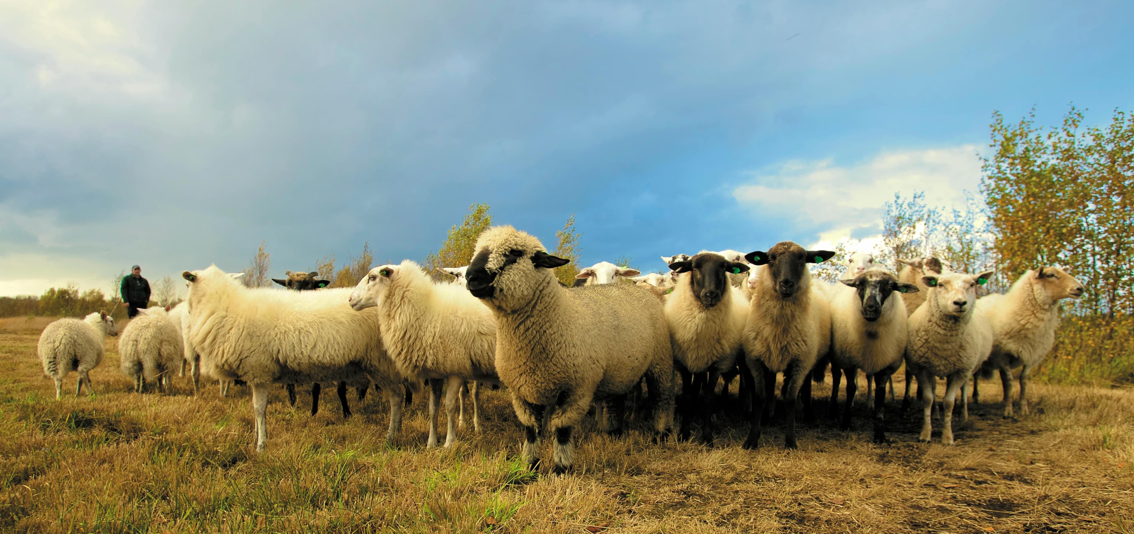 Sheep herd in golden pasture