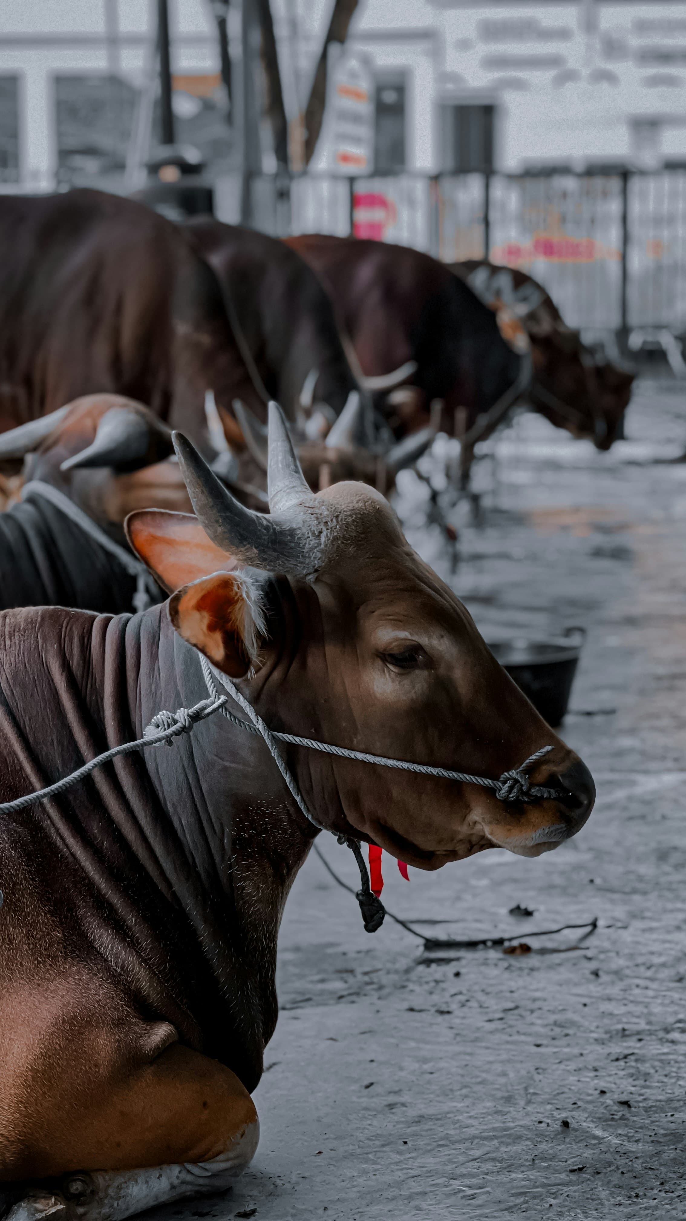 What is Nazar (Vow) Qurbani? Rules and How to Fulfill It