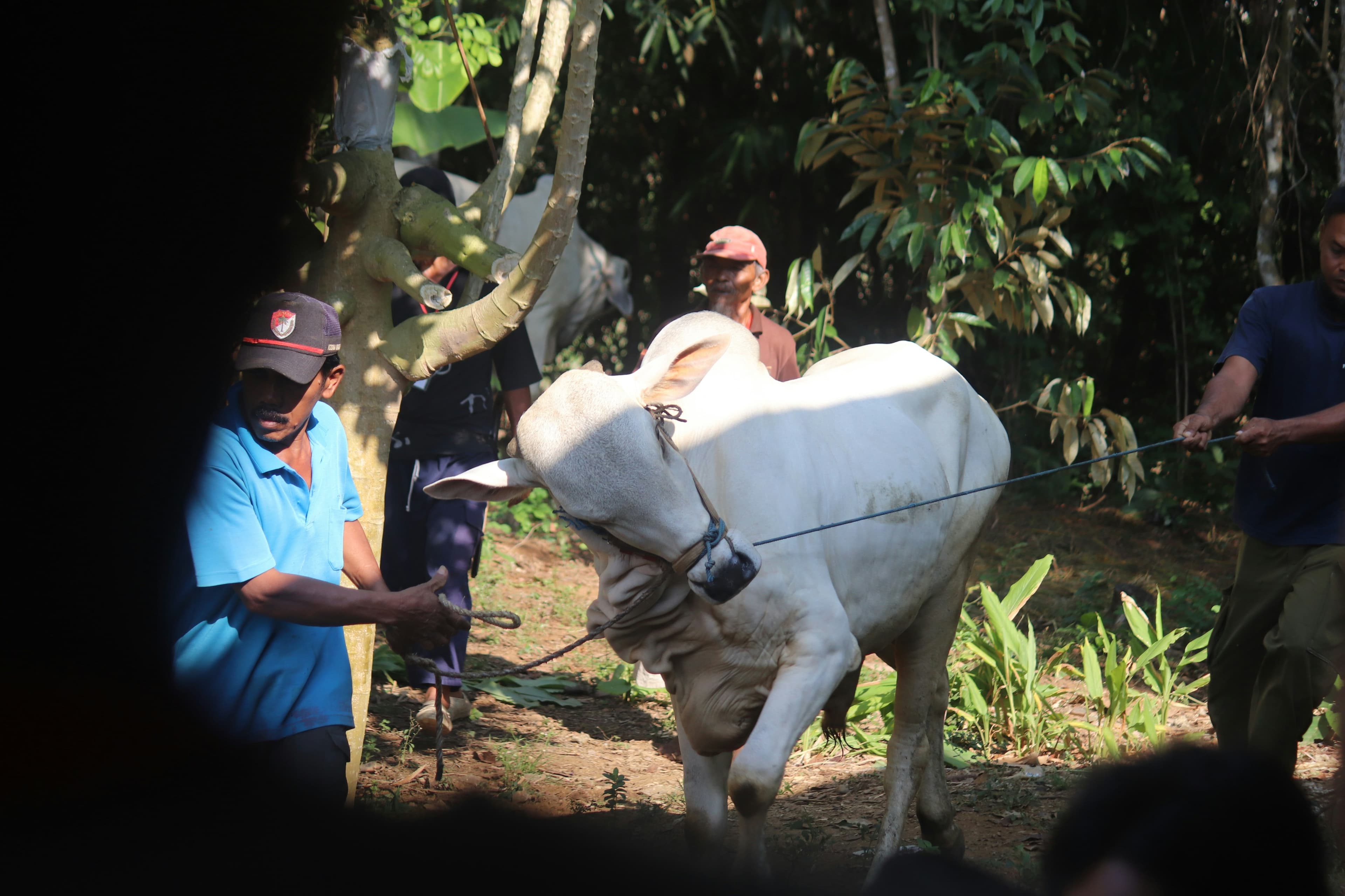 What is Shifa Qurbani? Meaning, Rules and How to Donate