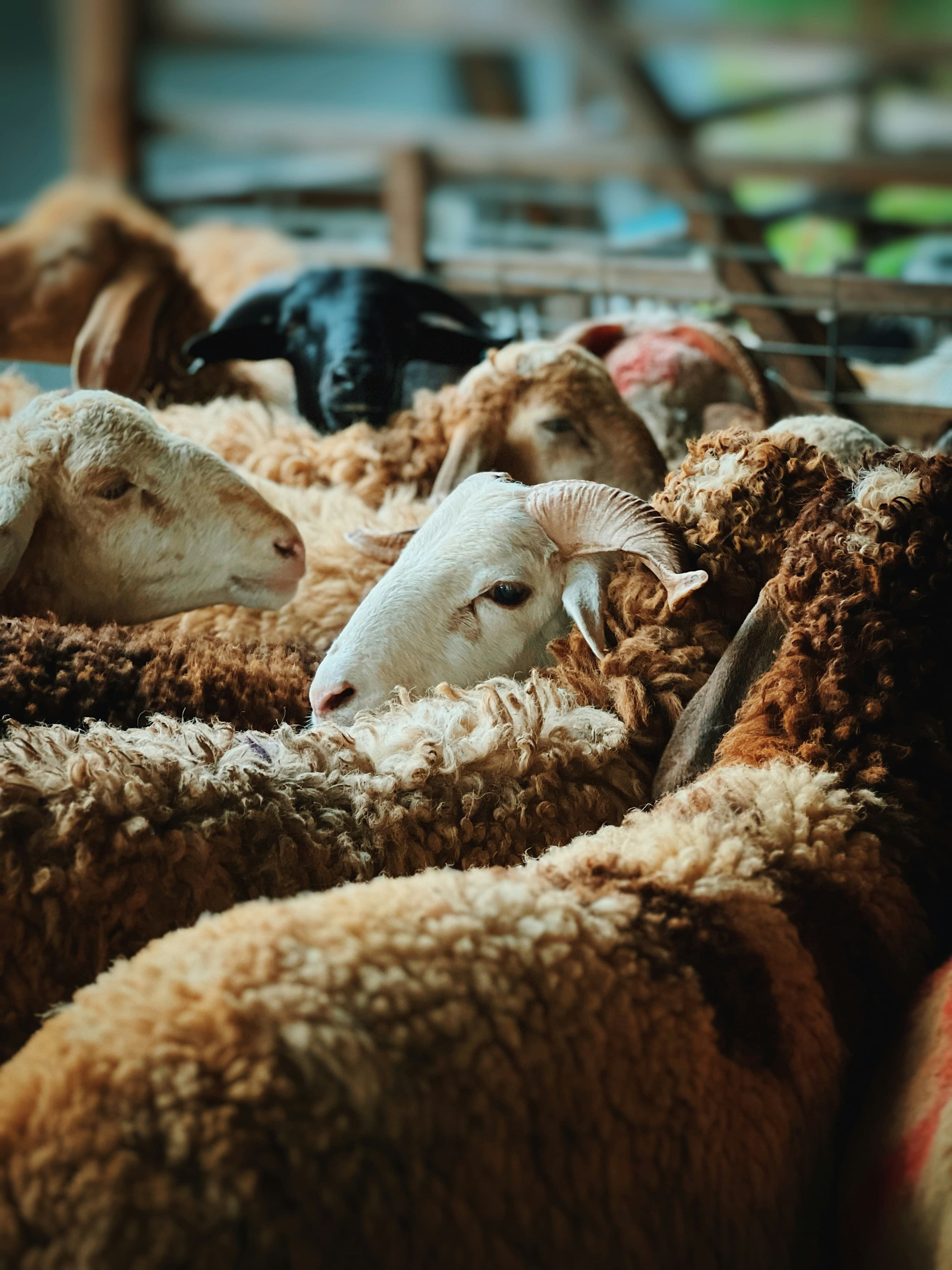 Online Qurbani: How Technology Changed the Way We Give