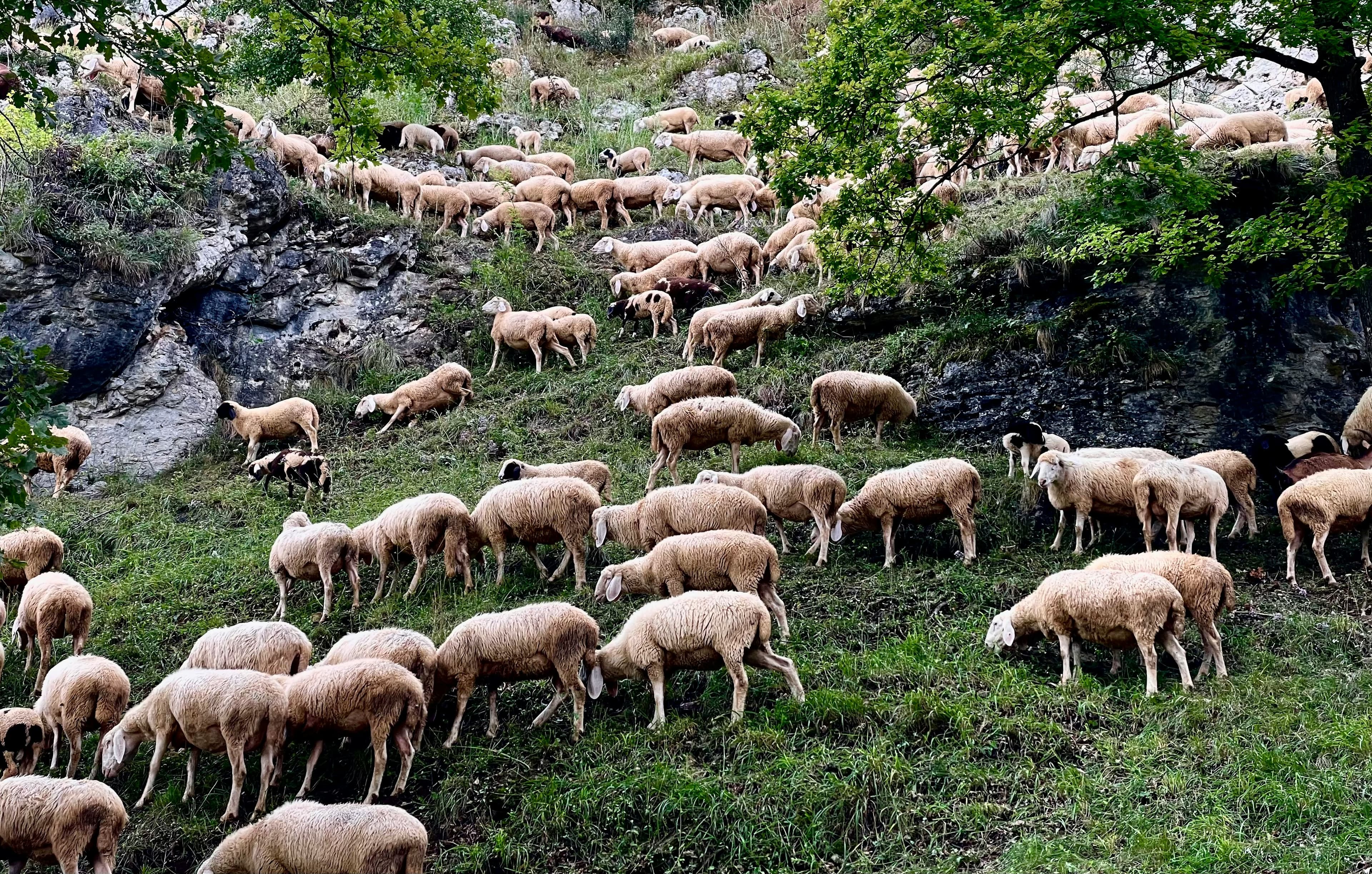 What is Wajib (Obligatory) Qurbani? Who Must Offer It?